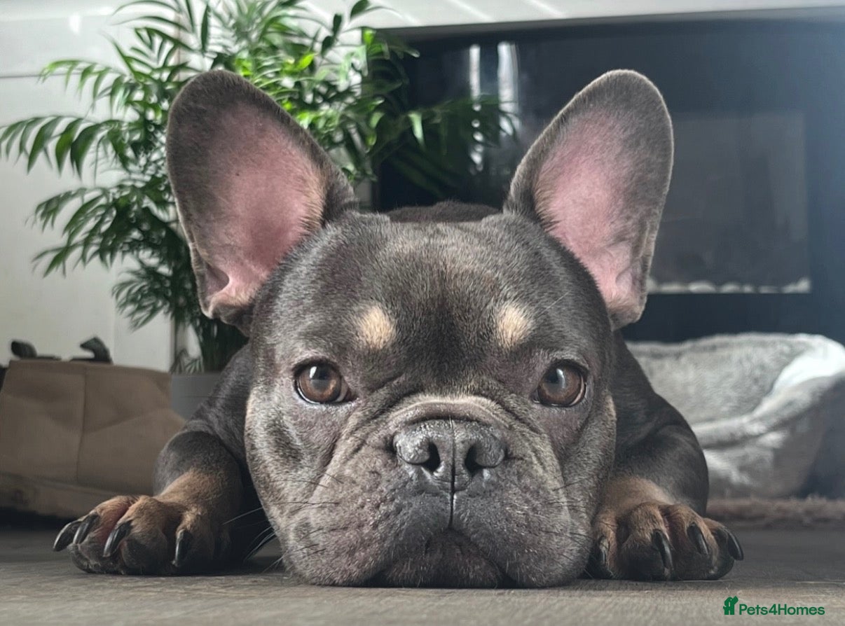 French Bulldog dogs for stud: 🐾💙 Vadar - French Bulldog 💙🐾 - Advert 3
