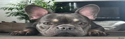 French Bulldog dogs for stud: 🐾💙 Vadar - French Bulldog 💙🐾 in Hereford - Advert 1