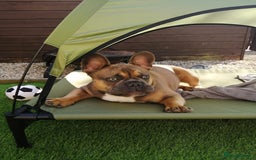 French Bulldog dogs for stud: Kc Reg Blue Fawn French Bulldog For Stud *PROVEN* in Irvine - Image 6