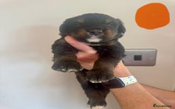 Mixed Breed dogs for sale: Labernese x Bernese mountain dog puppies  - Image 19