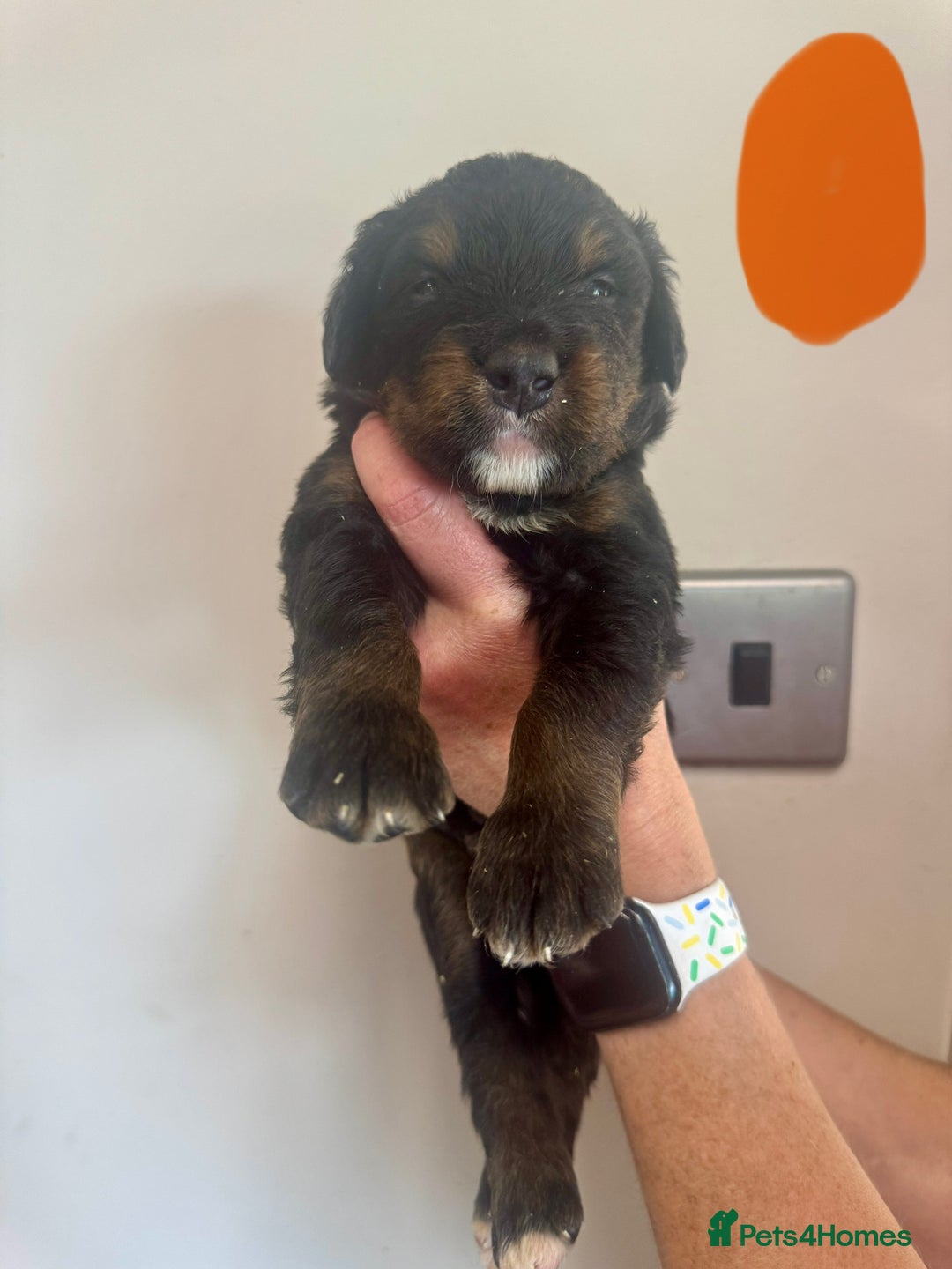 Mixed Breed dogs for sale: Labernese x Bernese mountain dog puppies  - Image 19