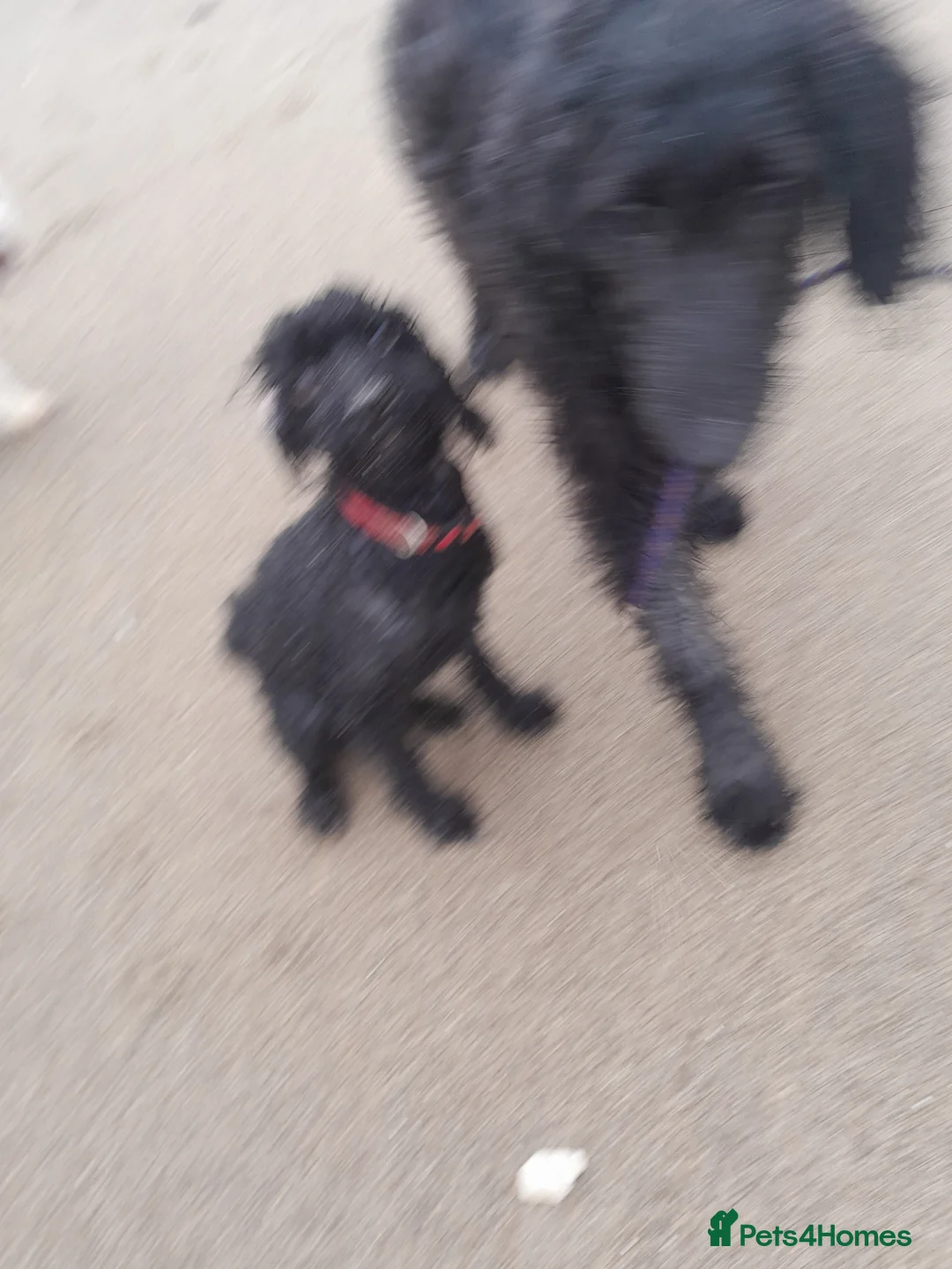 Goldendoodle dogs for sale: Beautiful 7 month doodle puppy - Advert 5