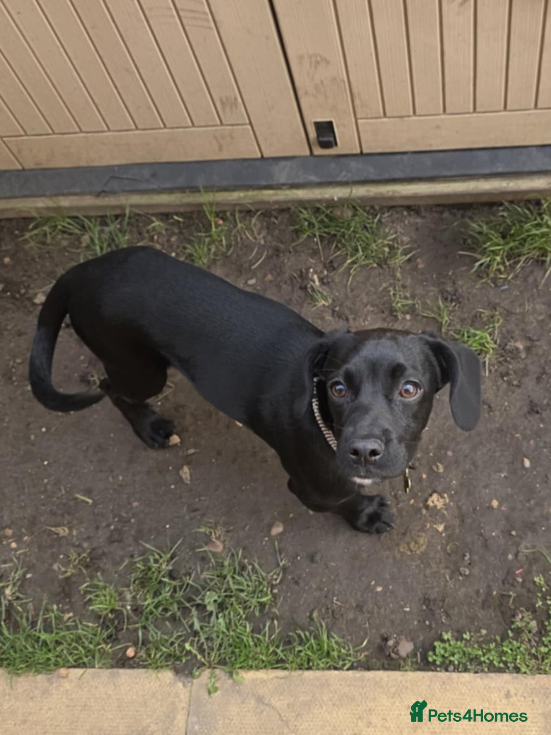 Bocker dogs for sale: Beagle, Cocker spaniel mix puppy  - Image 4