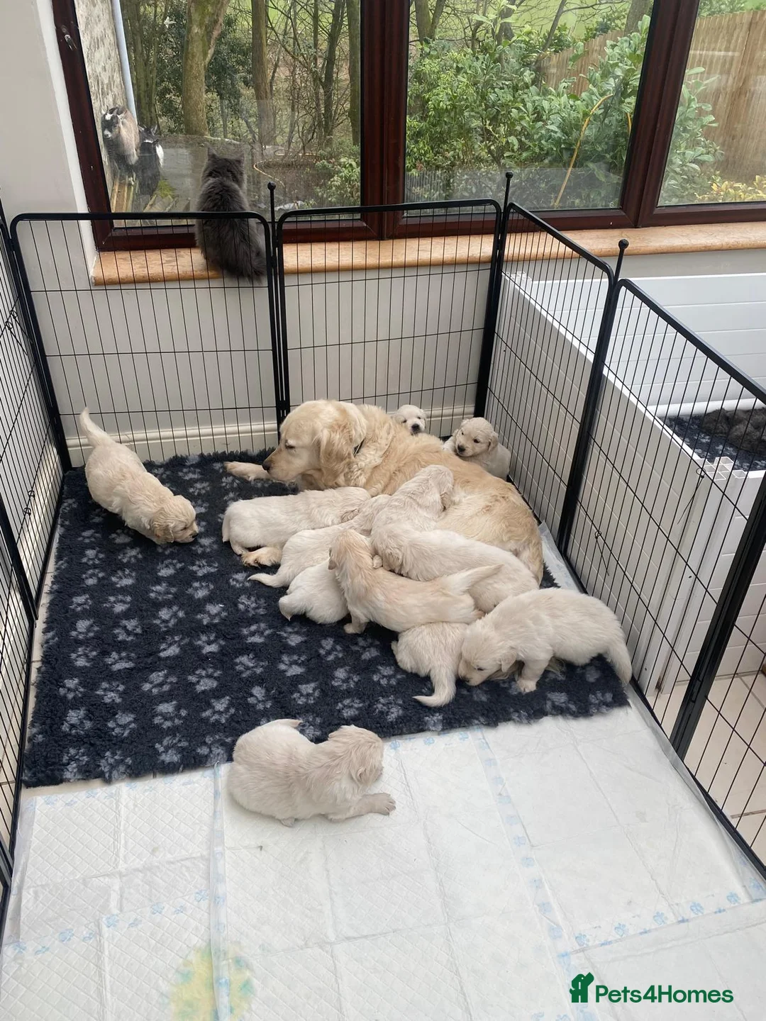 Golden Retriever dogs for sale: KC registered Golden Retriever Puppies - Advert 11