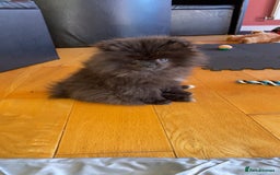 Pomeranian dogs for sale: Beautiful boy Pomeranian puppy 💙 - Image 11