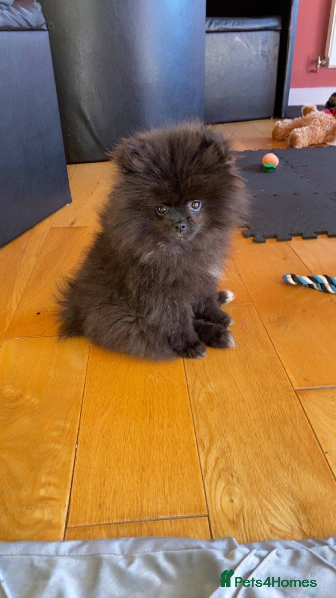 Pomeranian dogs for sale: Beautiful boy Pomeranian puppy 💙 - Image 11