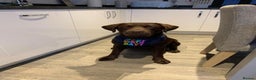 Labrador Retriever dogs for stud: 🤎CHOCOLATE LABRADOR STUD DOG- PROVEN in Derby - Advert 3