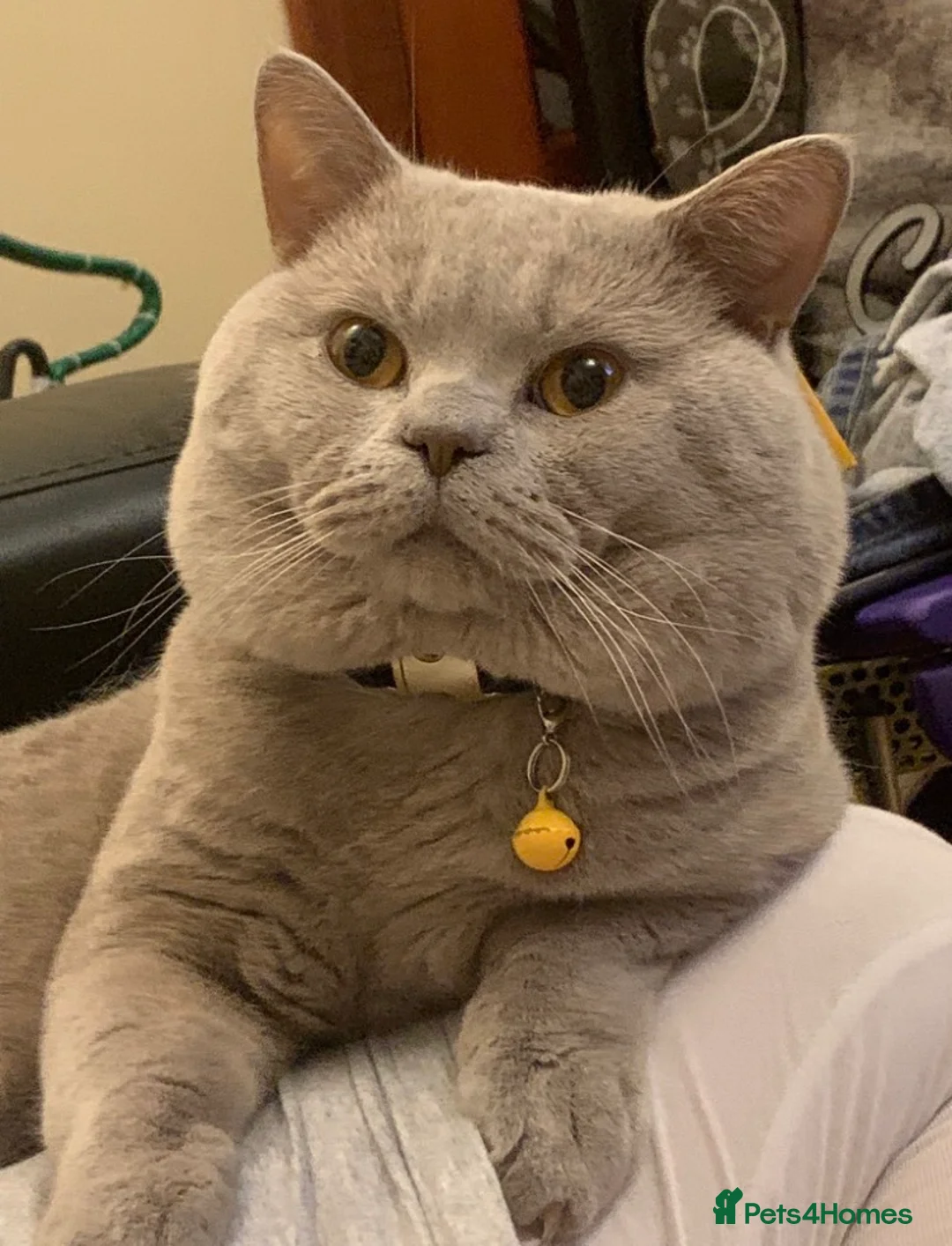 British Shorthair cats for stud: Stud service only  - Advert 3