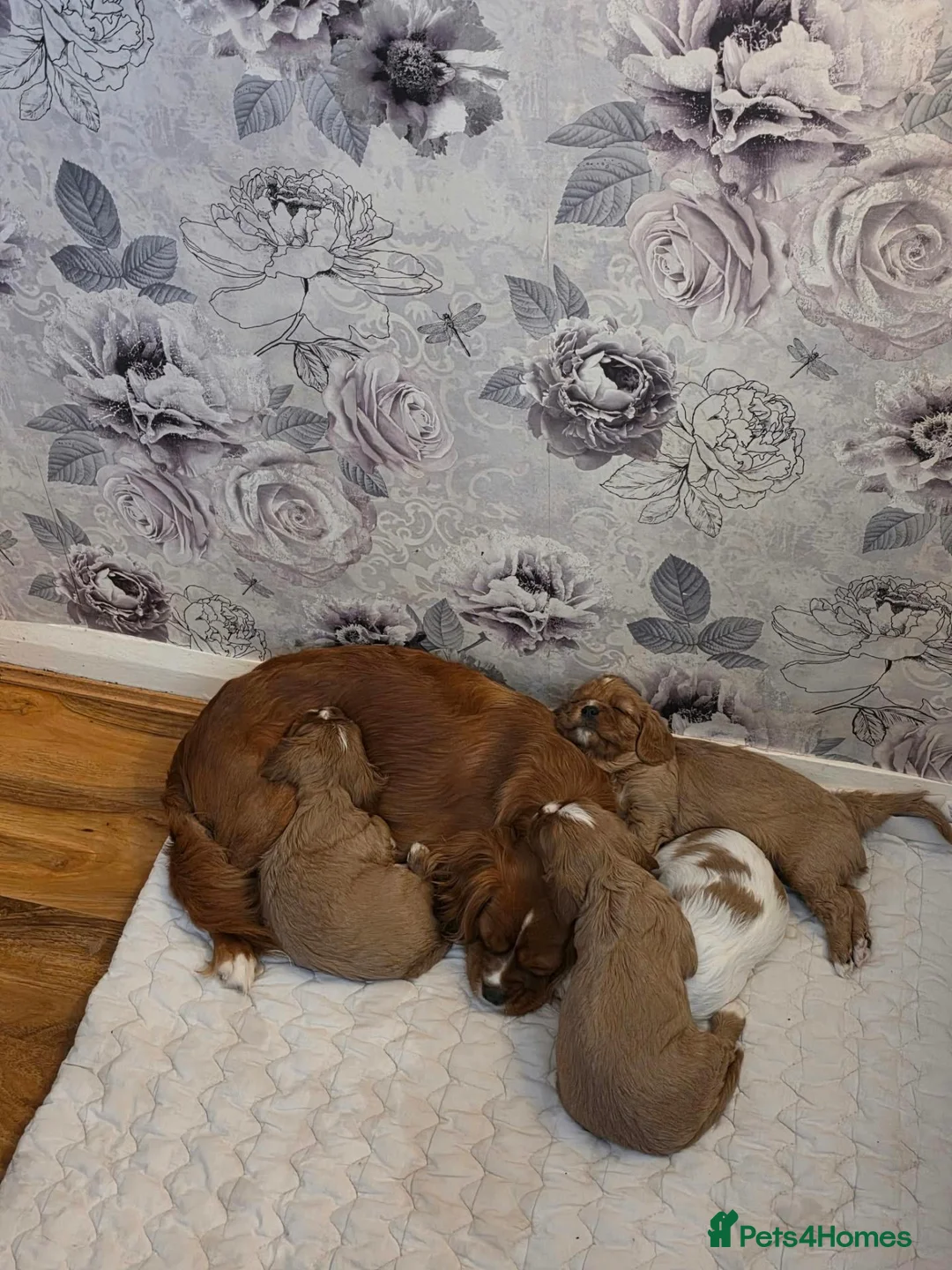 Cavalier King Charles Spaniel dogs for sale: Beautiful cavalier king Charles spaniel puppies  - Advert 2