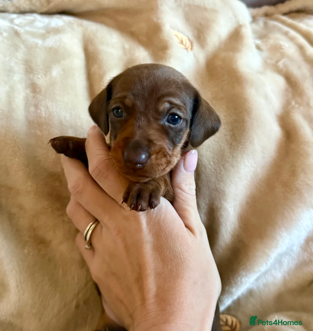 Miniature Dachshund dogs for sale: Miniature dachshund puppies  - Advert 3