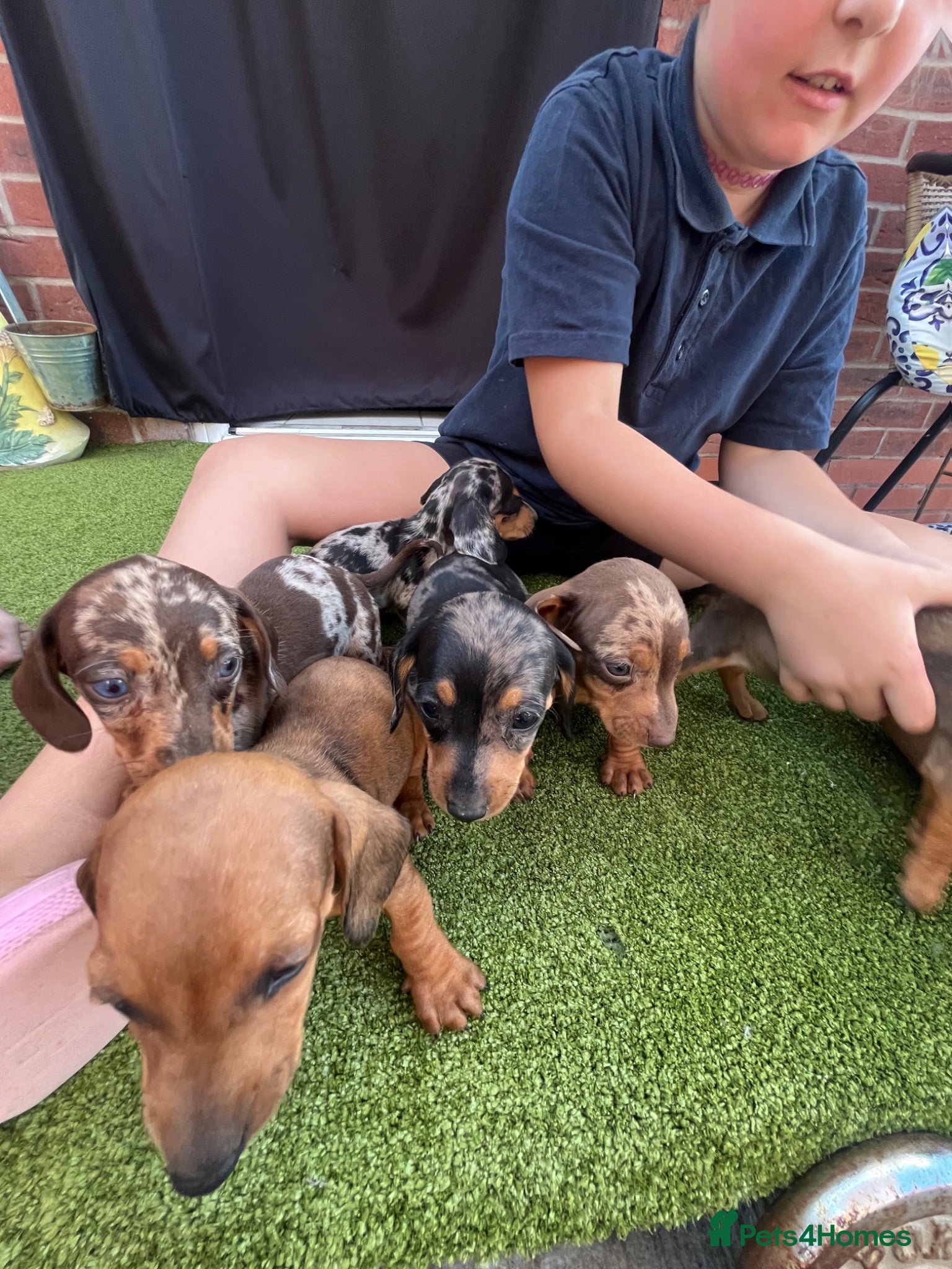 Miniature Dachshund dogs Miniature Dachshund  - Advert 1