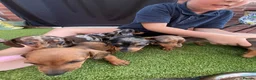 Miniature Dachshund dogs for sale: Miniature Dachshund  - Advert 1