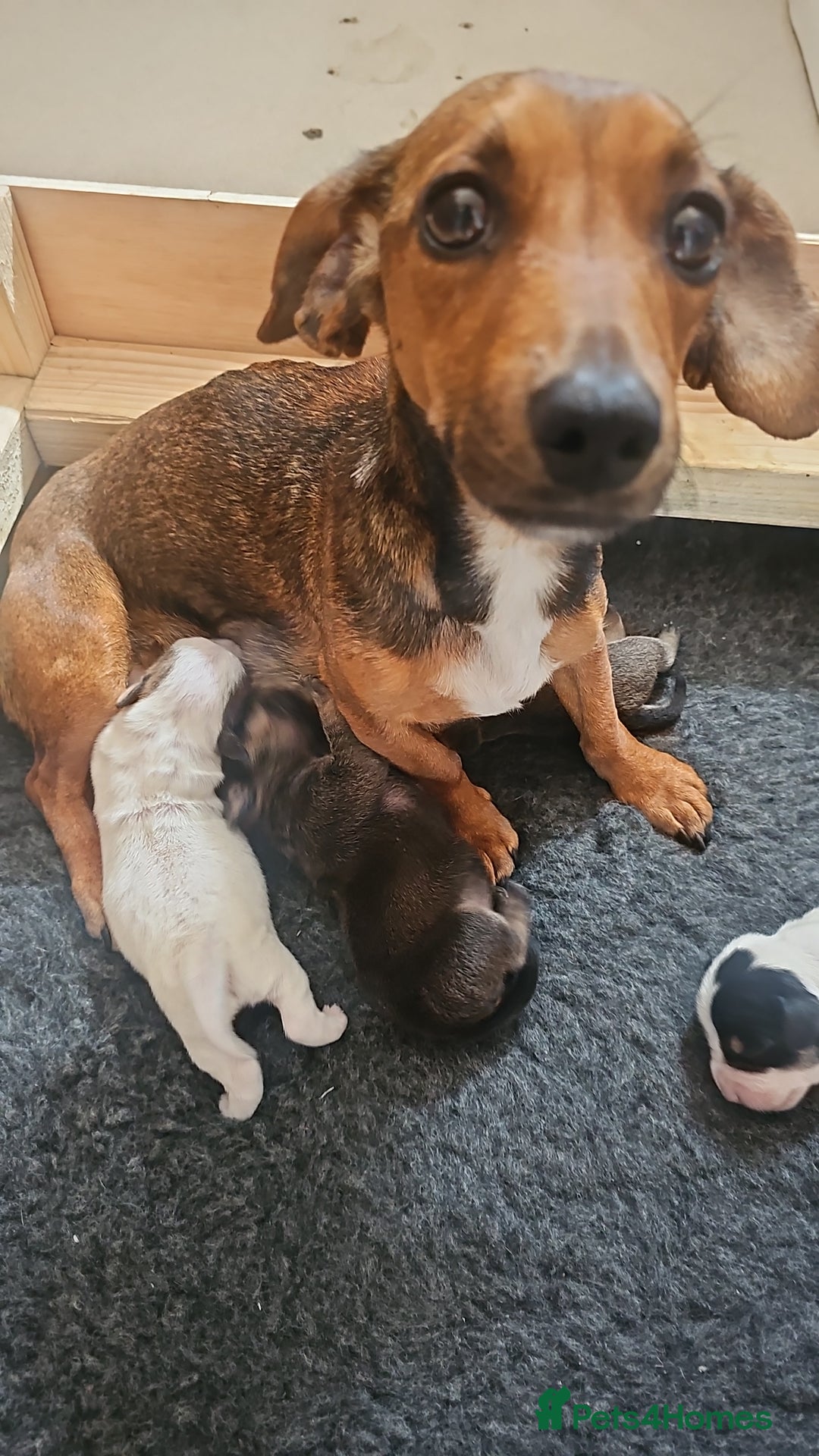 Mixed Breed dogs for sale: Gorgeous Jack Russell x Dachshund Puppies in Welshpool - Image 7