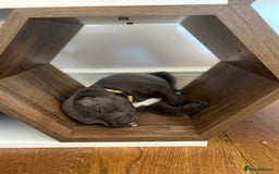 Staffordshire Bull Terrier dogs for sale: REDUCED * Kc registered Staffordshire blue terrier - Image 36