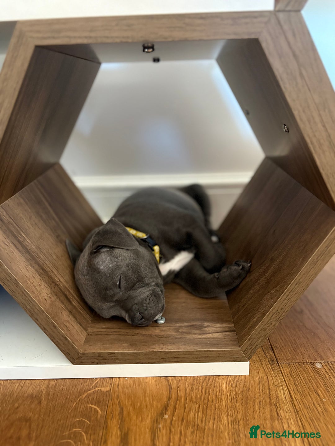Staffordshire Bull Terrier dogs for sale: REDUCED * Kc registered Staffordshire blue terrier - Image 36