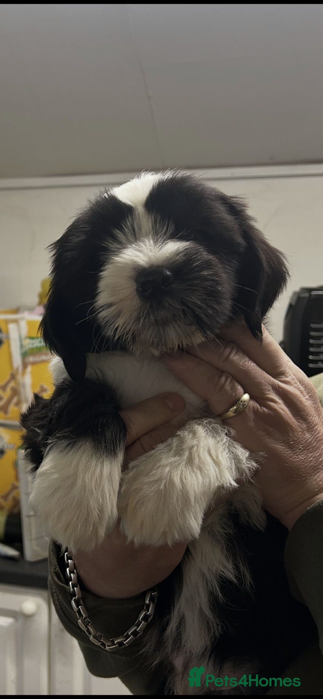 Tibetan Terrier dogs for sale: Araki Tibetan Terriers puppies for sale - Advert 7