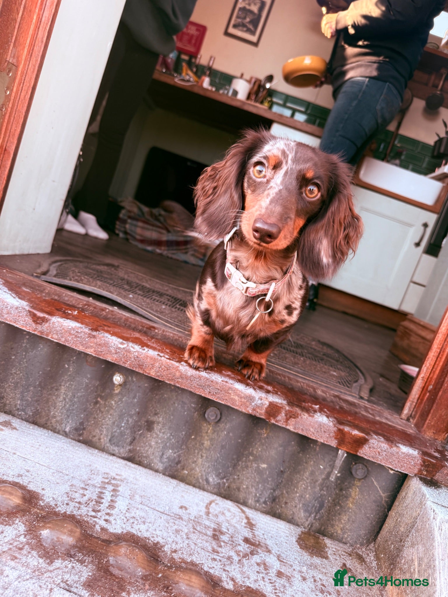Miniature Dachshund dogs Stunning KC Reg Miniature Long Haired Litter  - Advert 1