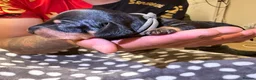 Dachshund dogs for sale: Dachshund Puppies - Ready to reserve - Advert 26