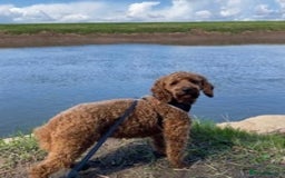 Miniature Poodle dogs for stud: Proven extensively health tested KC RED poodle in Swansea - Image 2