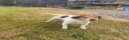 Jack Russell dogs for sale: Jack Russell Puppies For Sale in Launceston - Advert 5