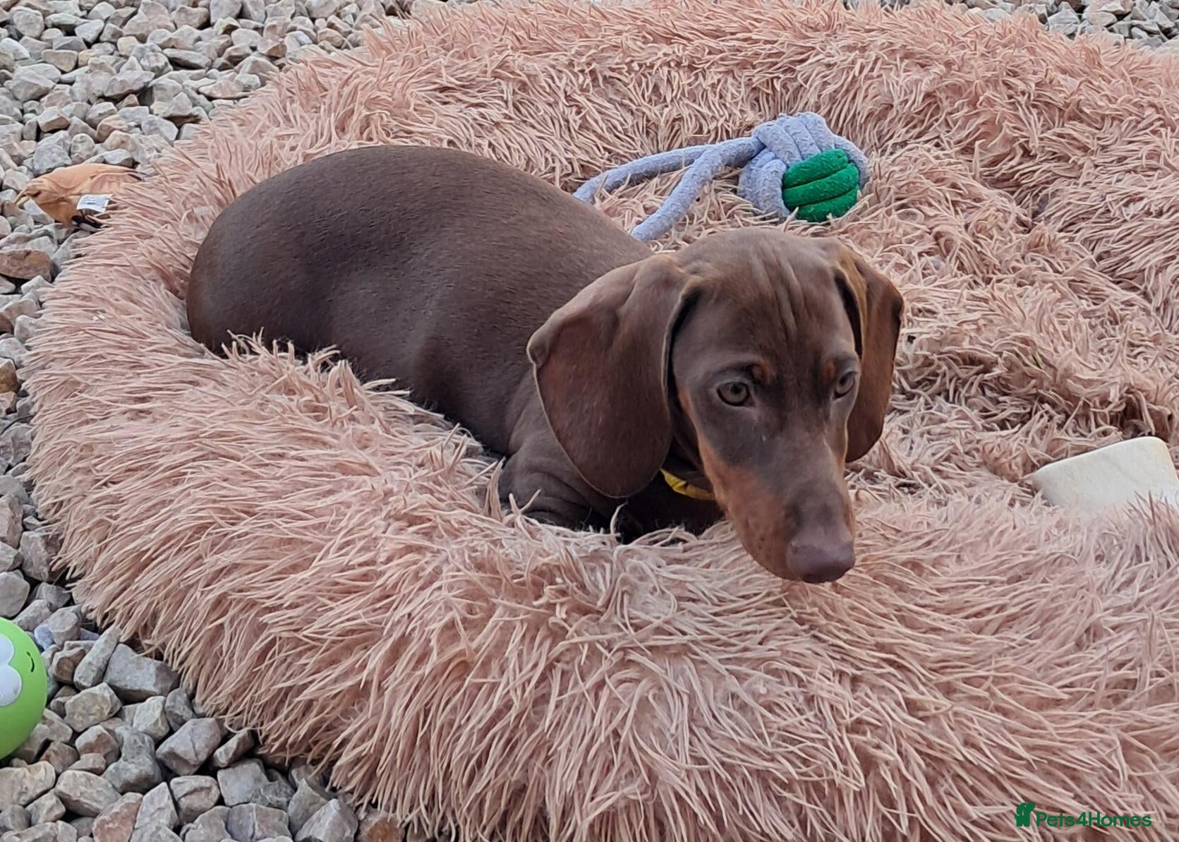 Dachshund dogs Beautiful Mini Dachshund Puppies - Advert 3