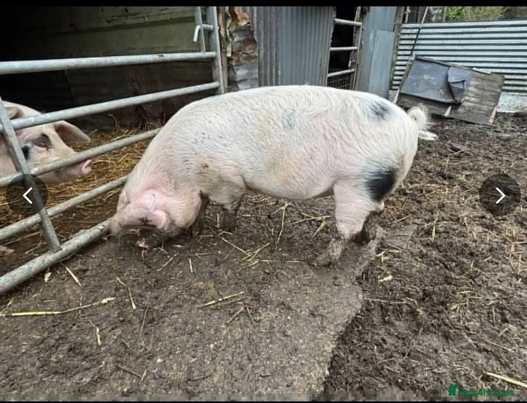 Pig livestock for sale: Pigs4Life - Advert 2