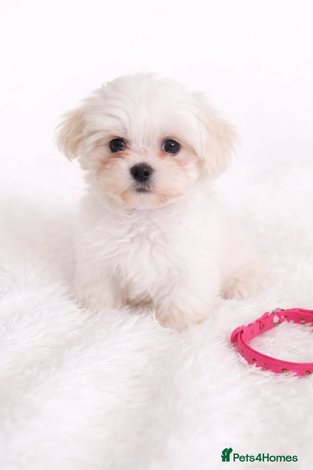 Maltese dogs for sale: Maltese  - Advert 11