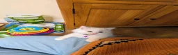 Ragdoll cats for sale: 🏆Tica Registered kittens from EU champion lines🏅 - Advert 33