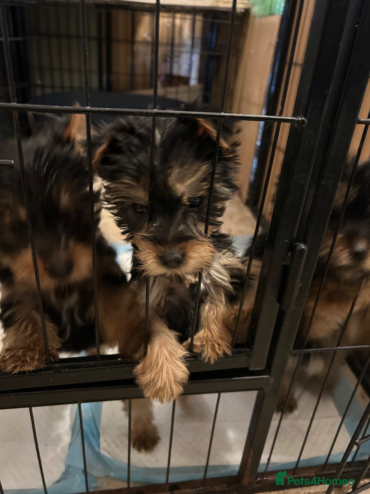 Yorkshire Terrier dogs Pedigree Yorkshire terrier pups  - Advert 5