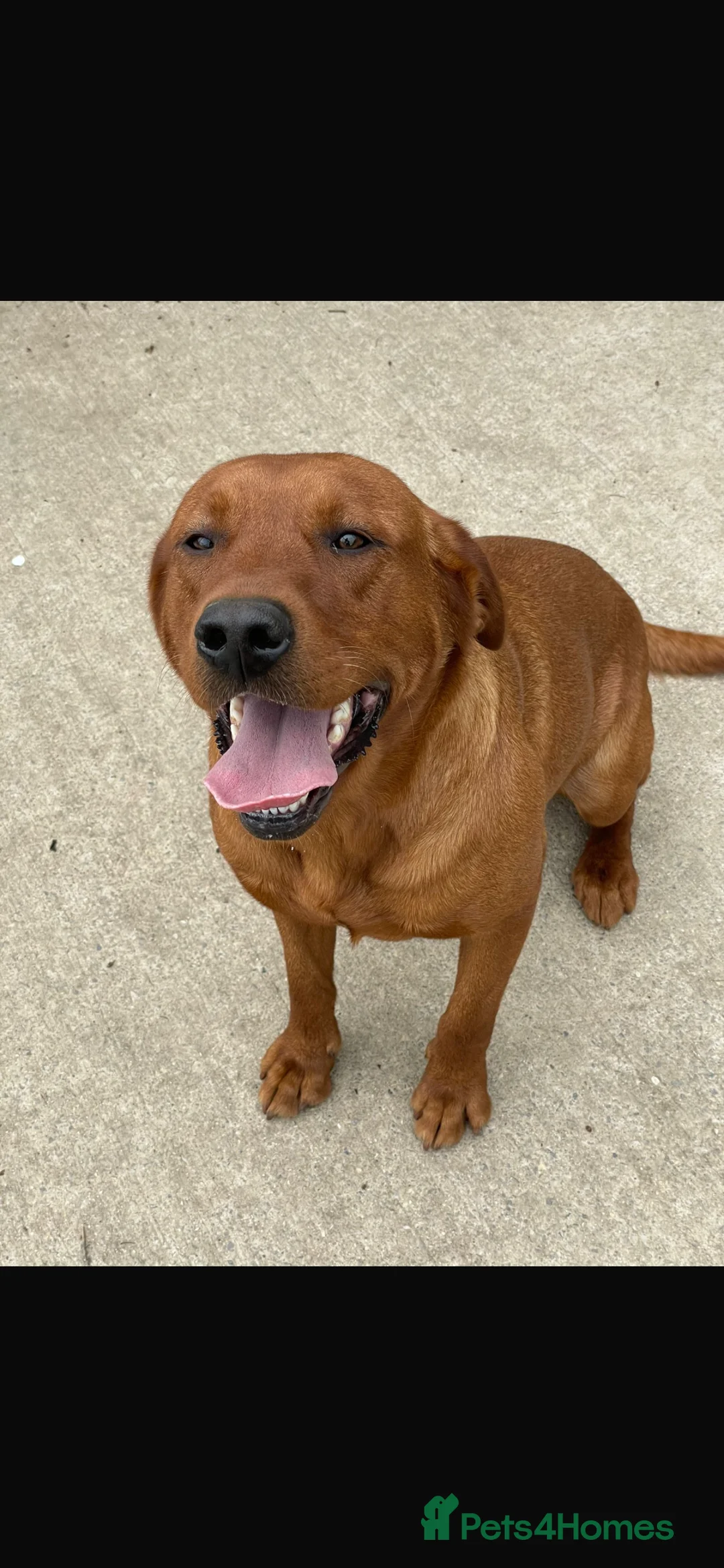 Labrador Retriever dogs for sale: Waiting list for February 24th fox red labs  - Advert 7