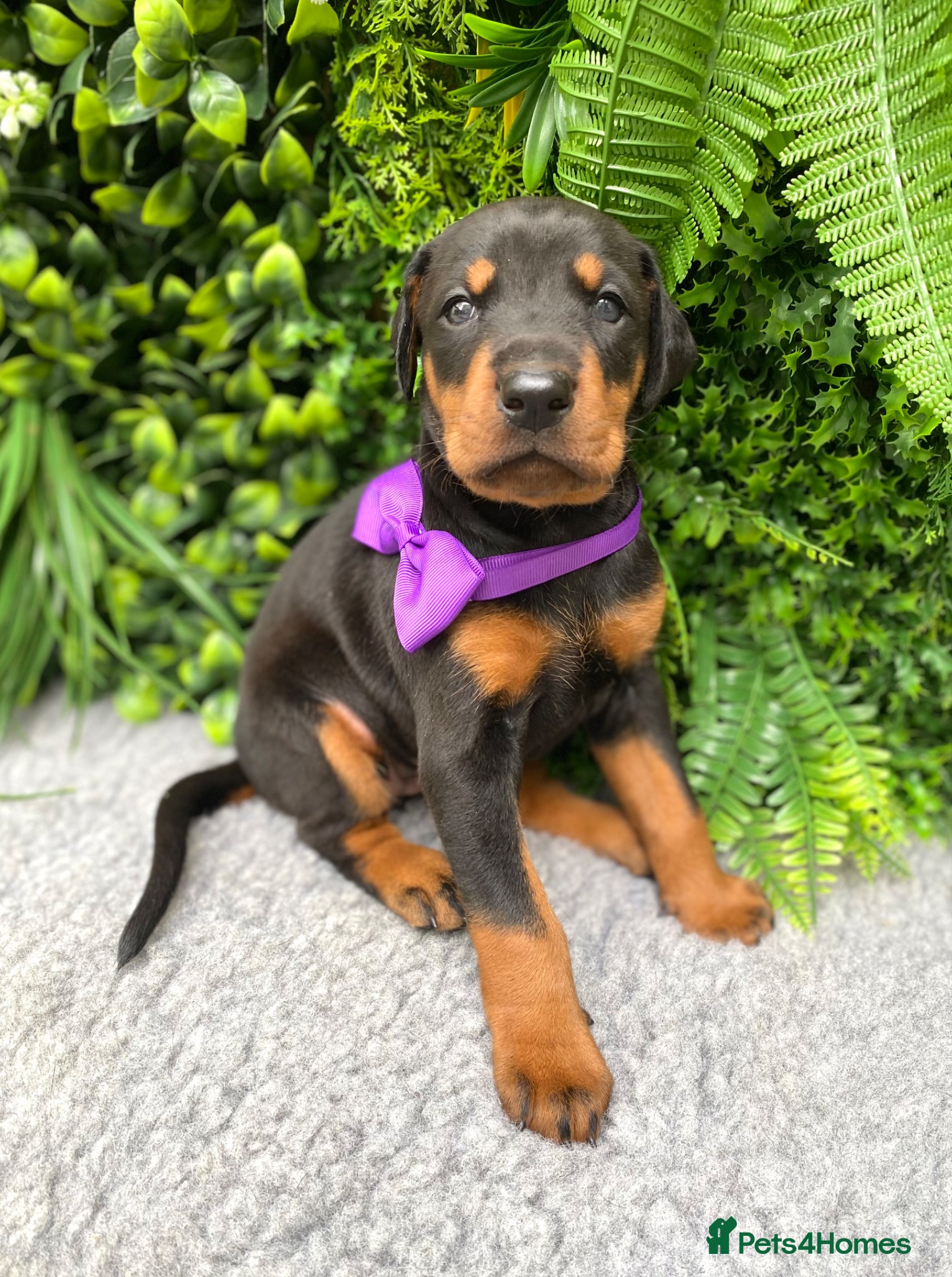 Dobermann dogs *KC REGISTERED* HEALTH TESTED DOBERMAN PUPPIES* - Advert 1