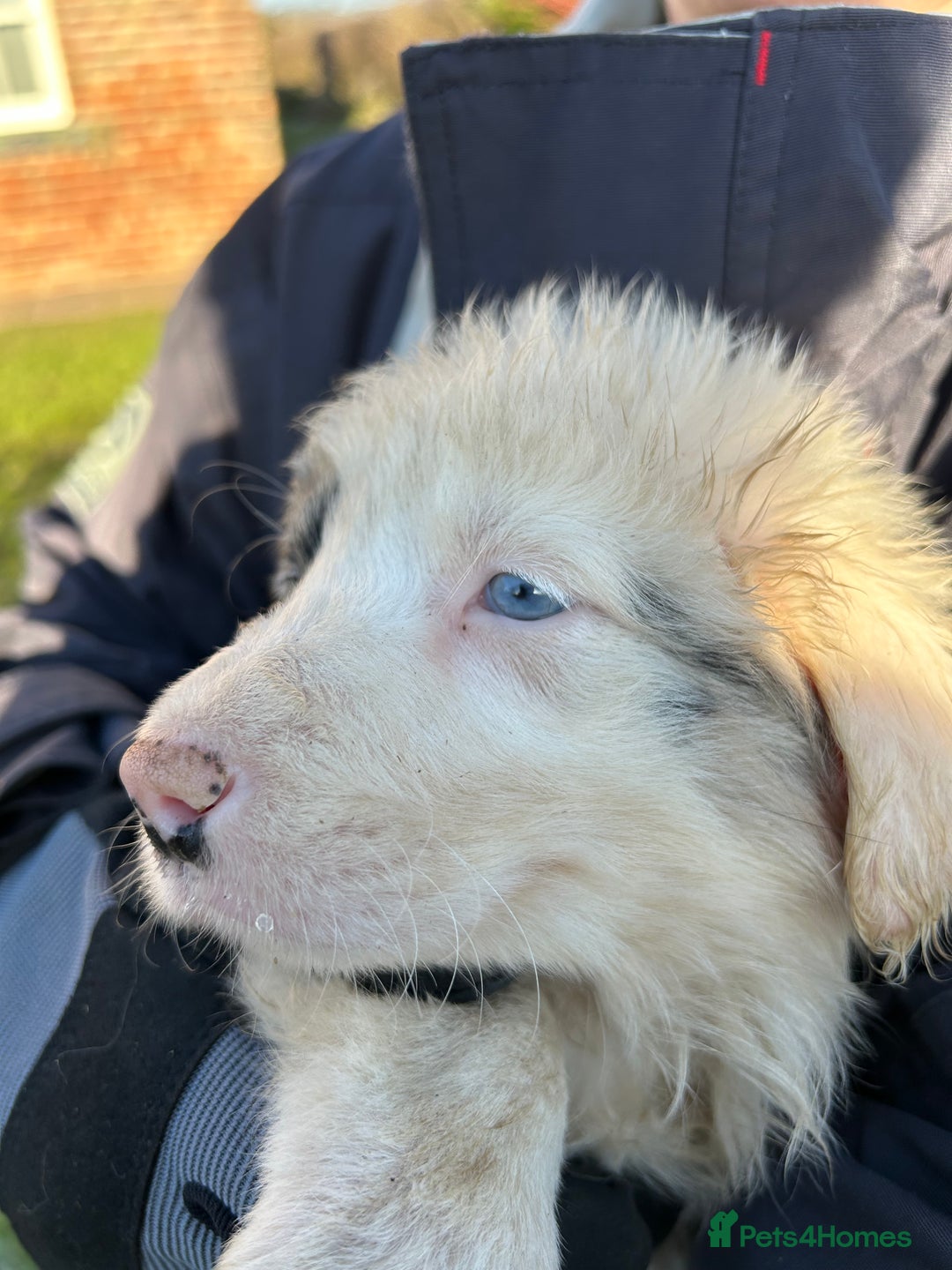 Border Collie dogs for sale: BEAUTIFUL BORDER COLLIE PUPS - Advert 32