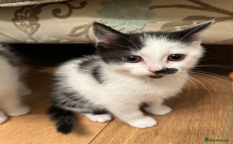 British Longhair cats - Advert 1