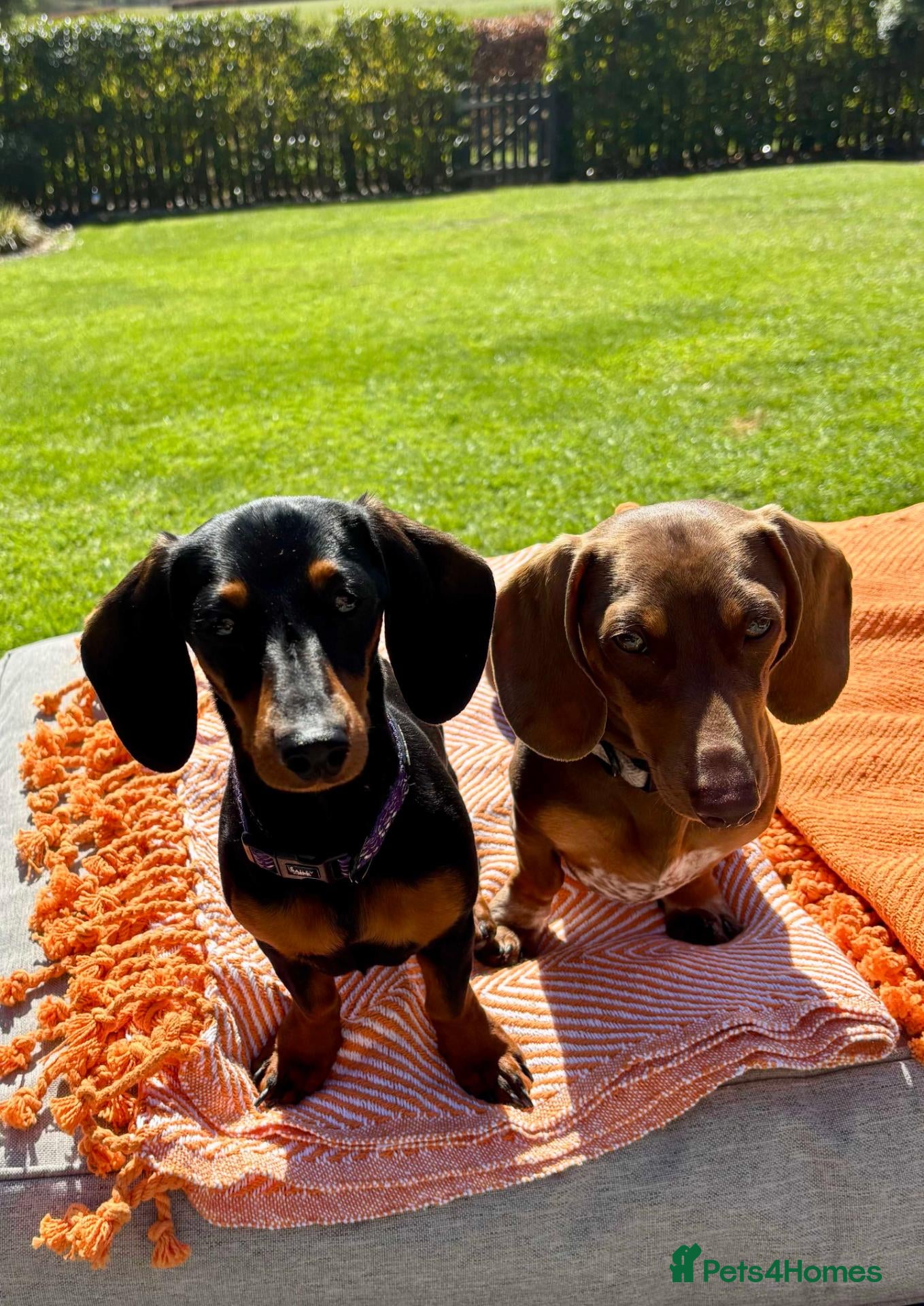 Miniature Dachshund dogs Three Stunning Mini Daschunds Girls - Advert 1