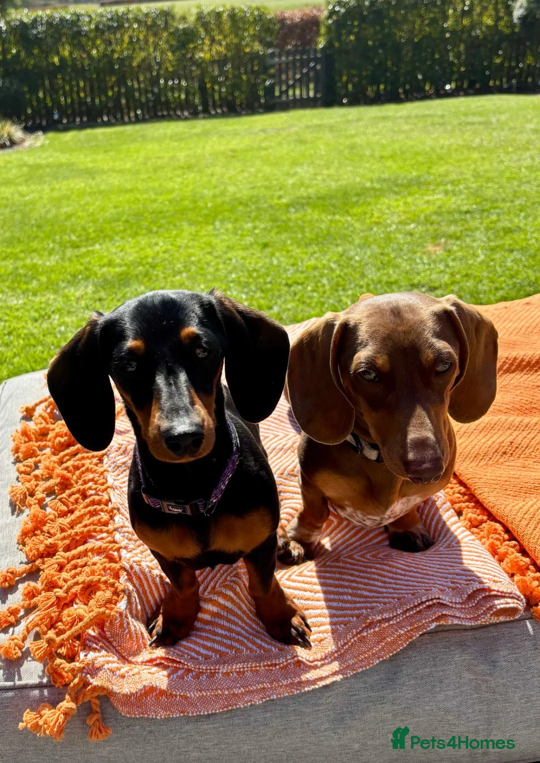 Miniature Dachshund dogs for sale: Three Stunning Mini Daschunds Girls - Advert 1