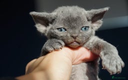 Devon Rex cats for sale: 💙 Devon Rex Female Kitten Available 💙 - Image 25
