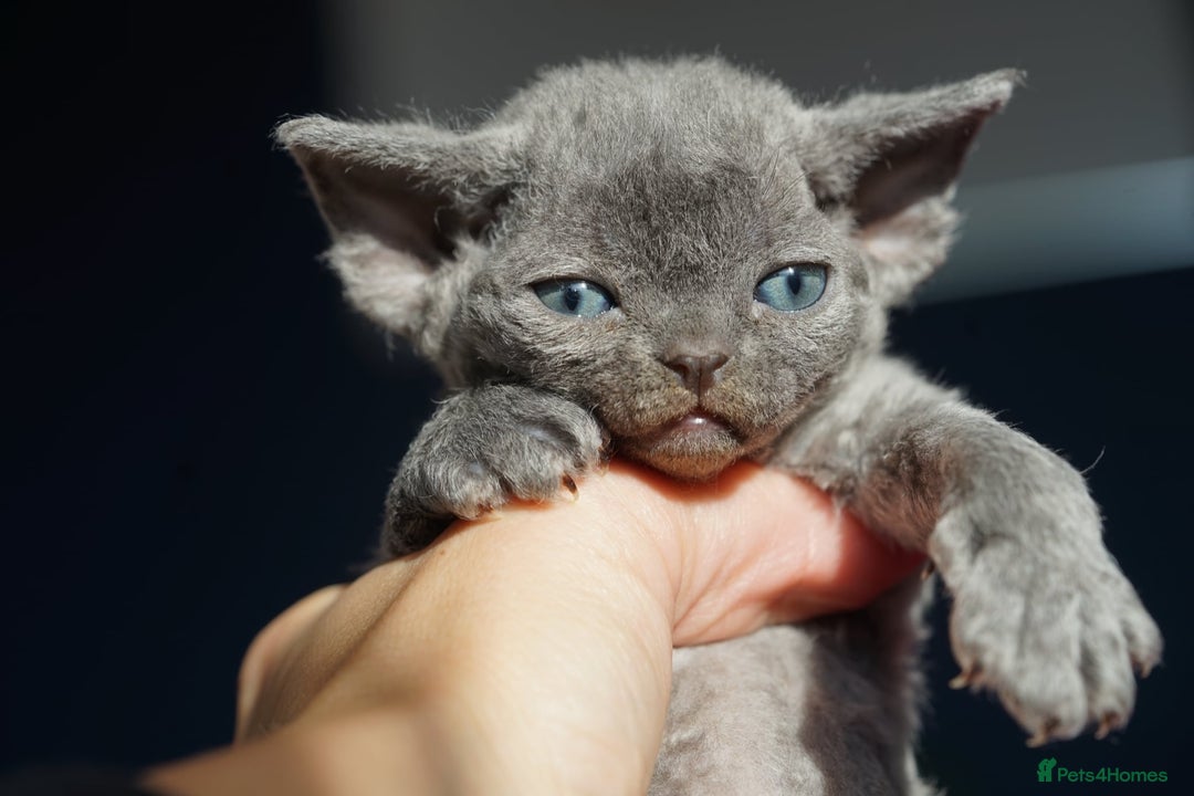 Devon Rex cats for sale: 💙 Devon Rex Female Kitten Available 💙 - Image 25