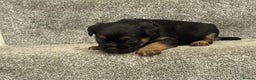 Border Terrier dogs for sale: Poppys pups! KC border terriers. Ready 4  **   - Advert 14