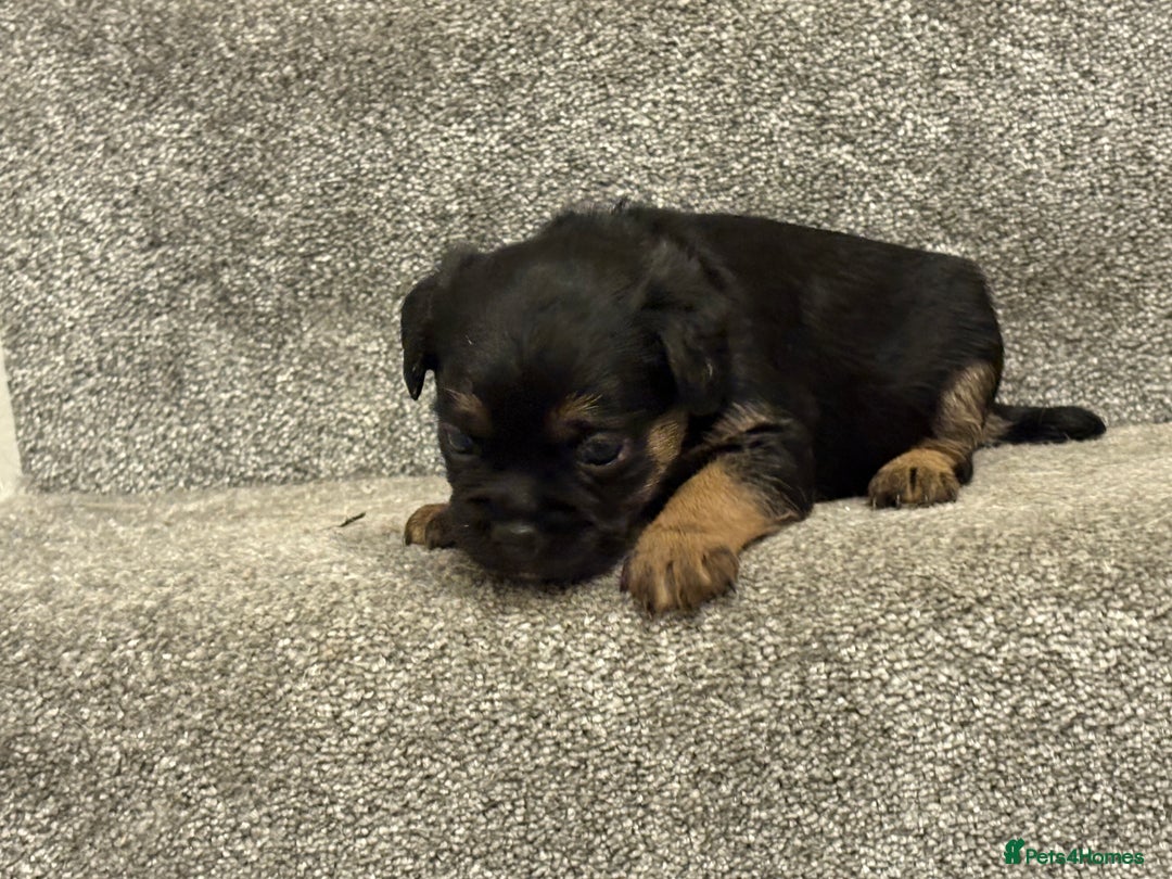 Border Terrier dogs for sale: Poppys pups! KC border terriers. Ready 4  **   - Advert 14