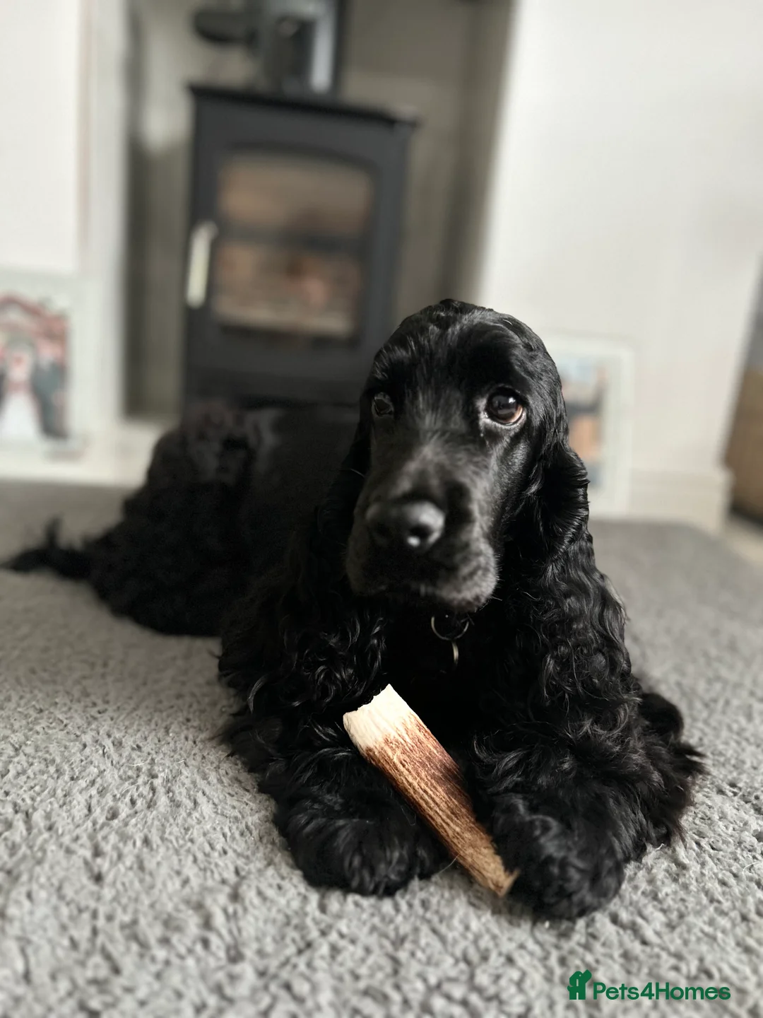 Cockapoo dogs for sale: F1 show line cockapoo puppies due - Advert 7