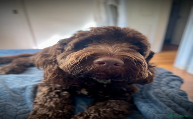 Cockapoo dogs - Advert 1
