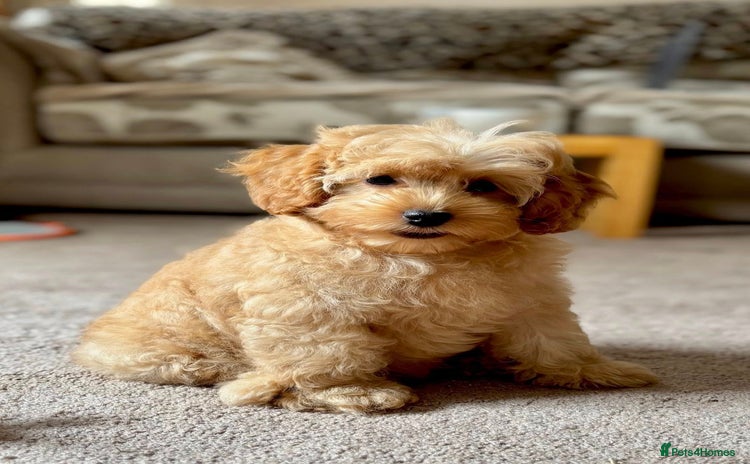 Cockapoo dogs - Advert 3