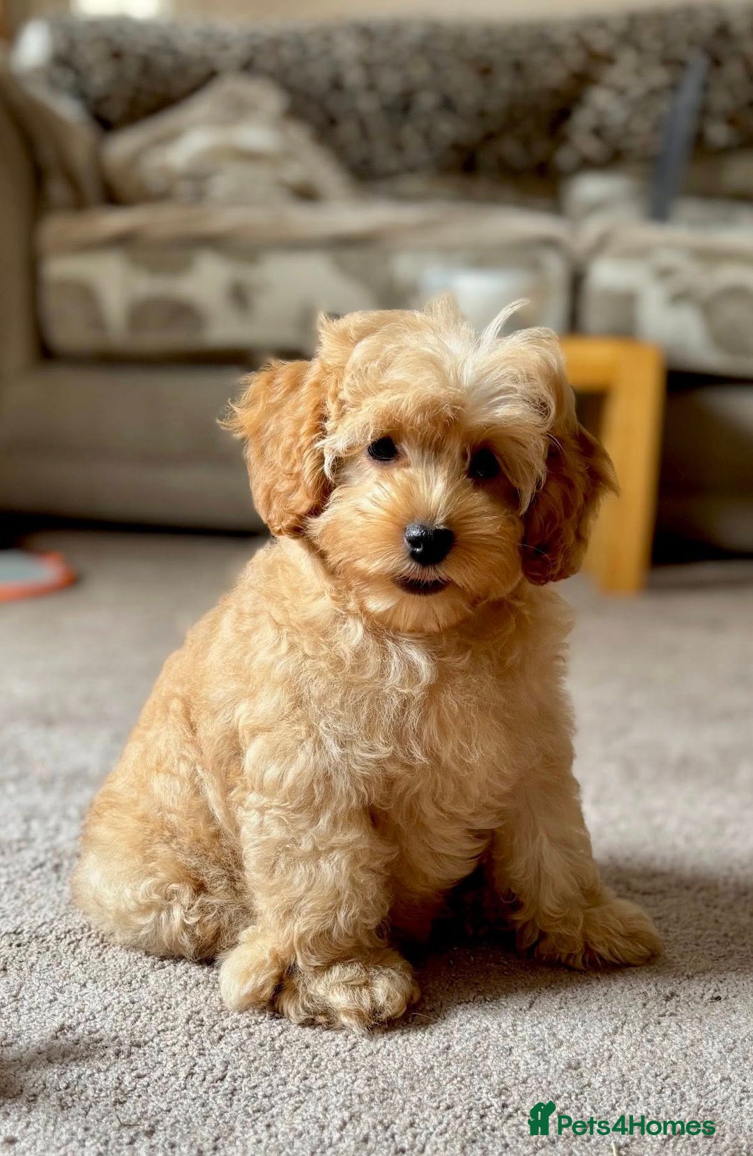 Cockapoo dogs for sale: Winnie F1b Golden Cockapoo Girl - Ready Now - Image 1