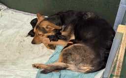 Mixed Breed dogs for sale: Springer Spaniels cross - Image 14