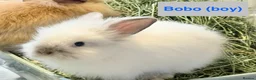Lionhead rabbits for sale: Double Maned Lionheads Babies - Advert 33