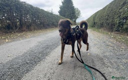 Mixed Breed dogs for adoption: Meet Heather, currently residing in Cheshire  - Image 11