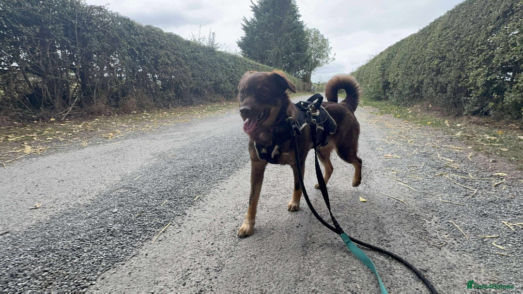 Mixed Breed dogs for adoption: Meet Heather, currently residing in Cheshire  - Image 11