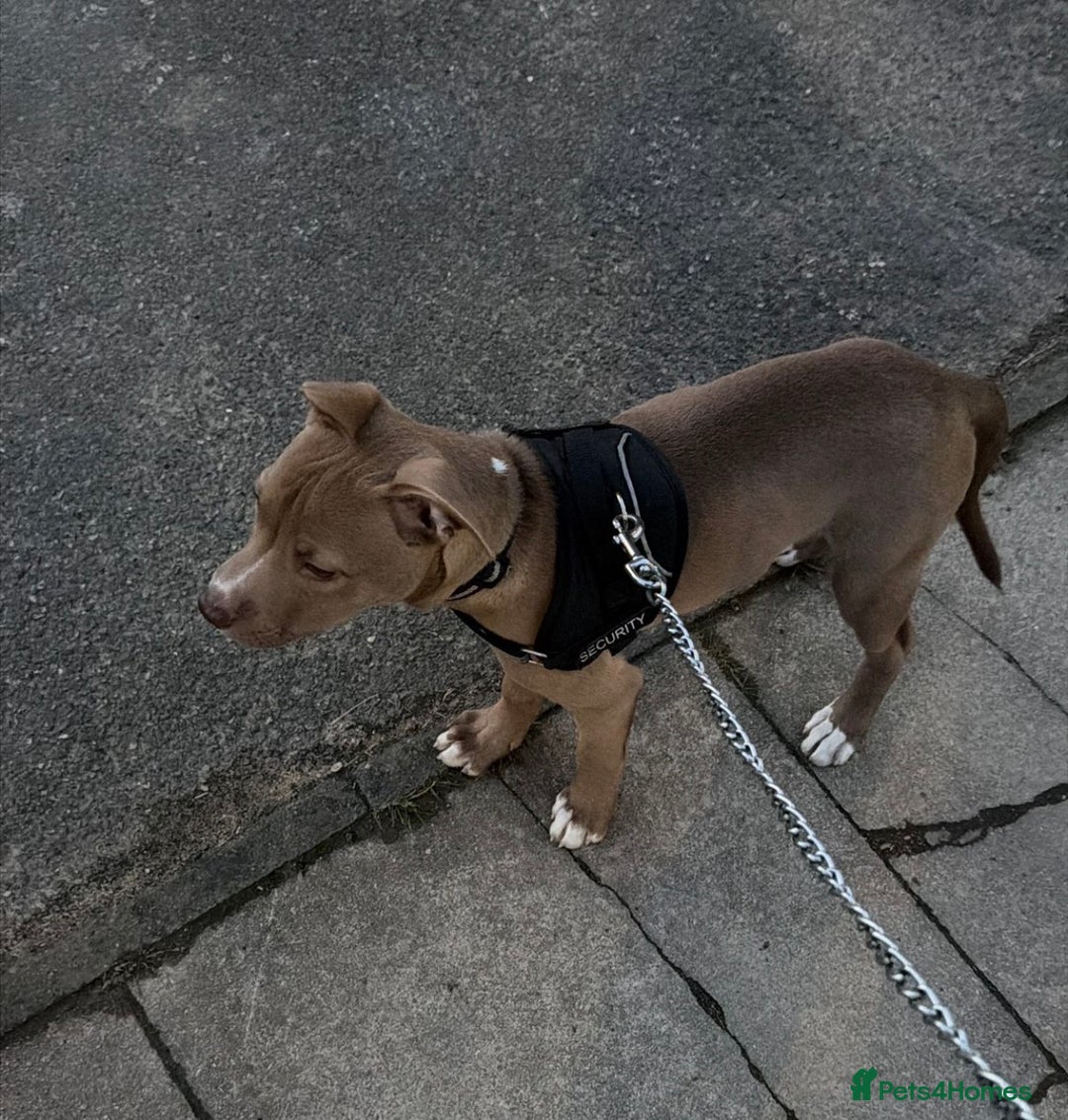 Mixed Breed dogs for sale: 1 puppy  - Advert 12