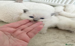 Ragdoll cats for sale: BLUE POINT RAGDOLL KITTENS - Image 14