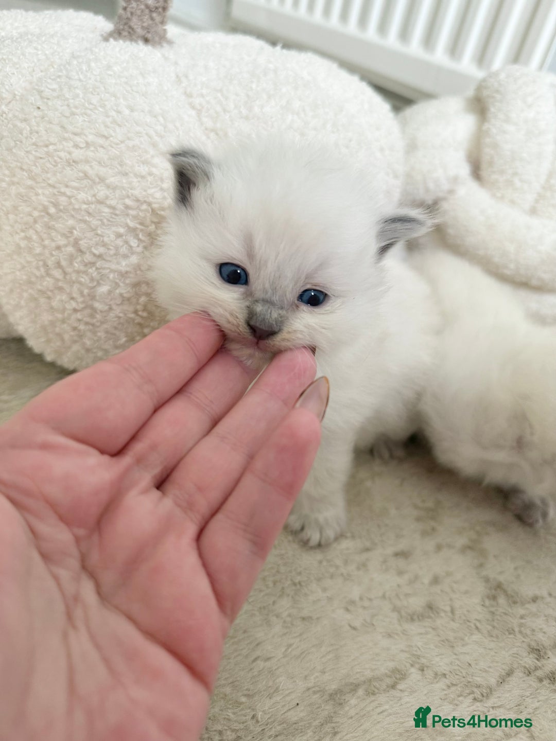 Ragdoll cats for sale: BLUE POINT RAGDOLL KITTENS - Image 14